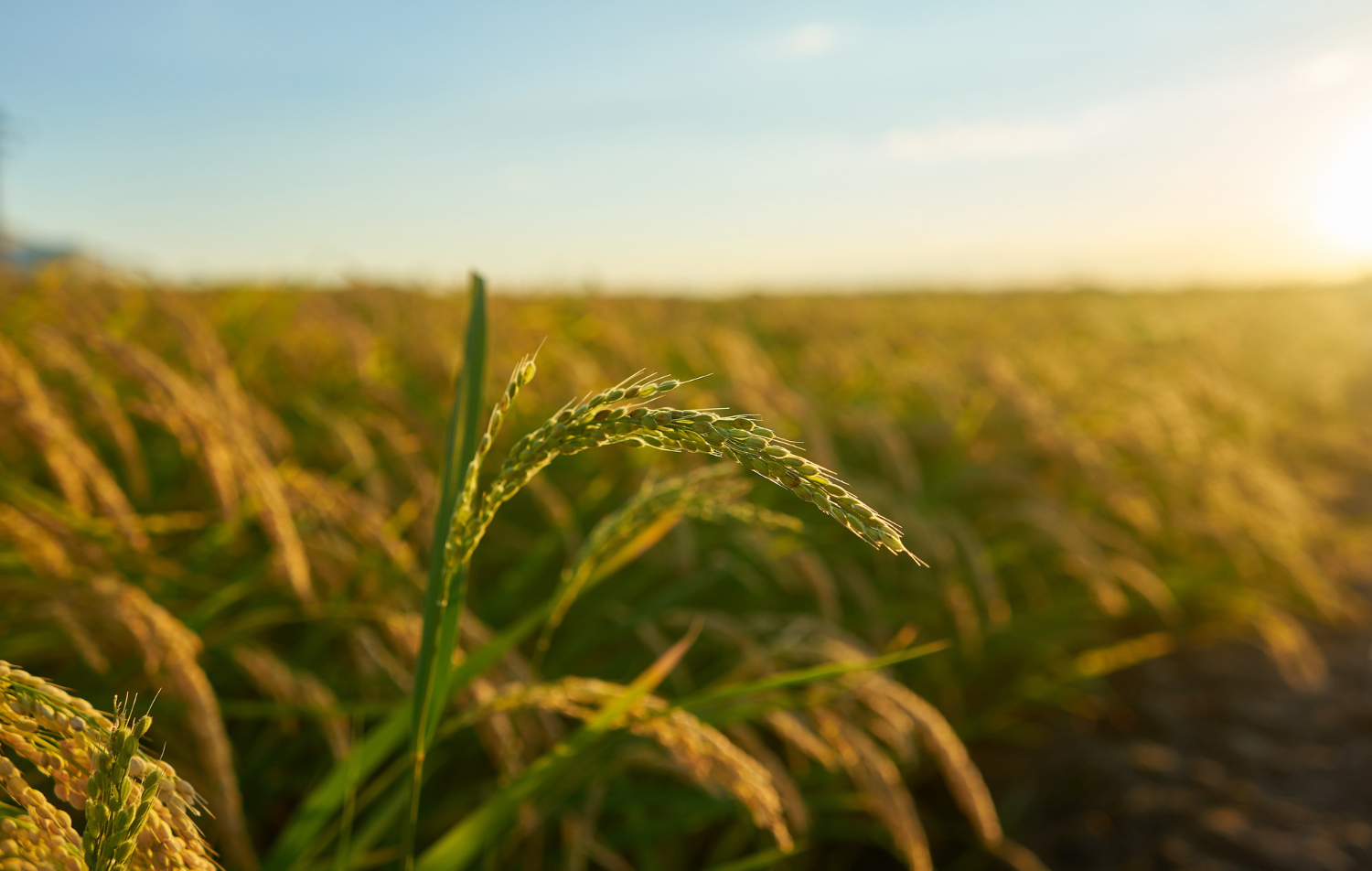 Stronger Harvests<br /> Healthier Fields