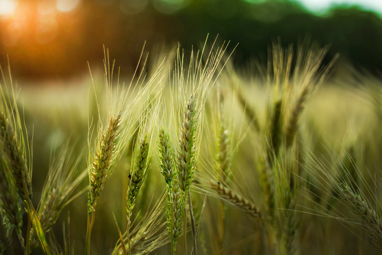 Protecting Your Crops<br />Preserving Your Land